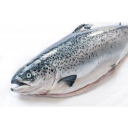 Salmon - Atlantic Canadian Whole Fresh (8-10 Lbs)