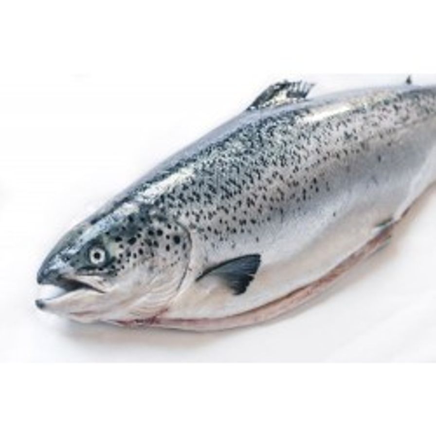 Salmon - Atlantic Canadian Whole Fresh (8-10 Lbs)