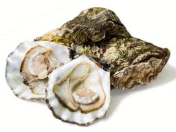Oyster - Kumamoto / Shigoku / Kumiai / Pacific Small