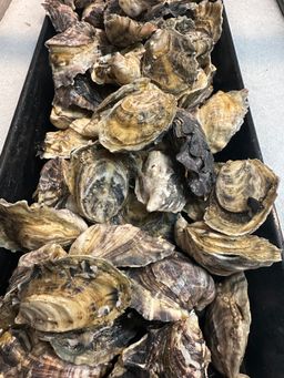 Island Tide Oyster