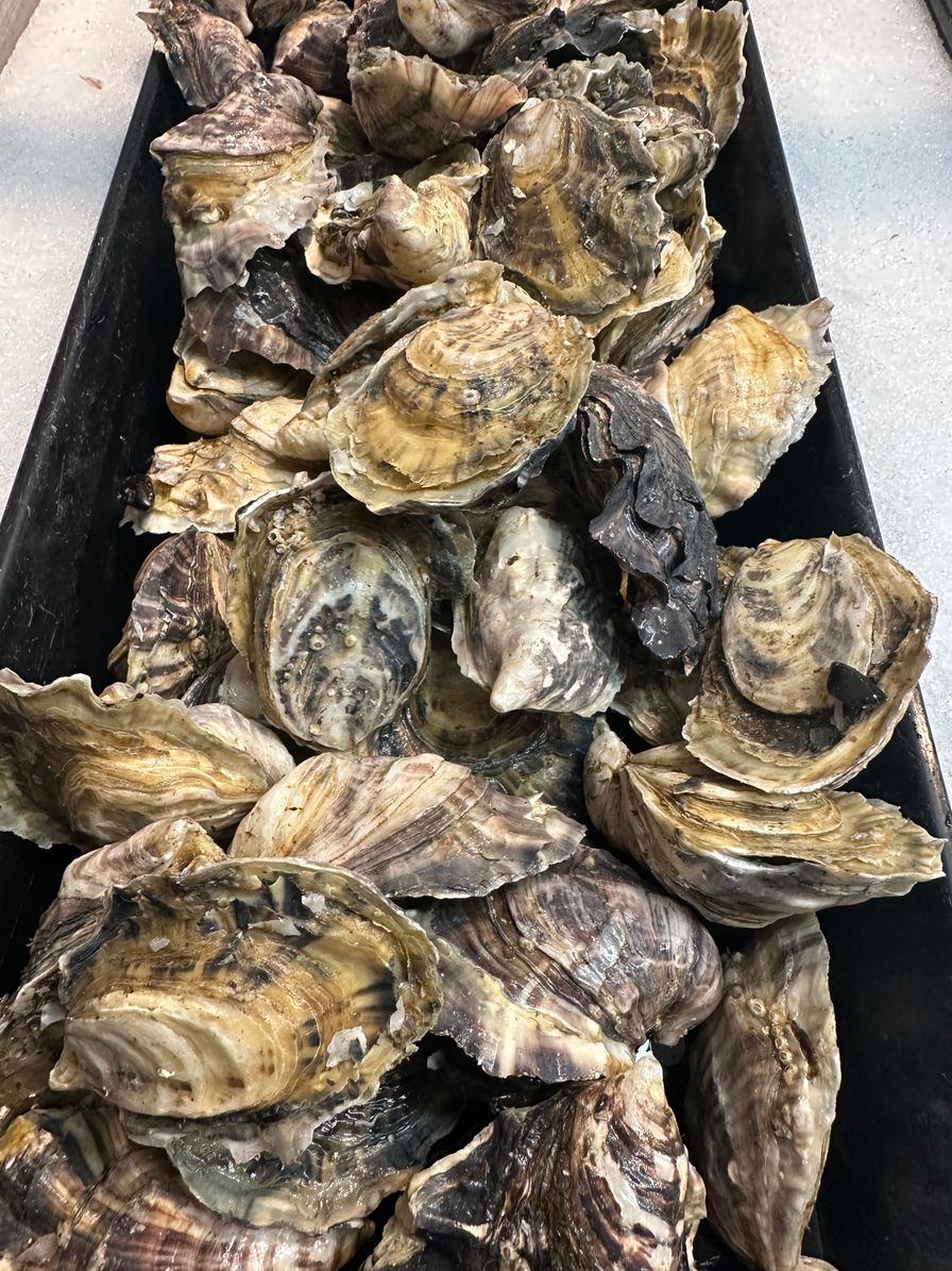 Island Tide Oyster