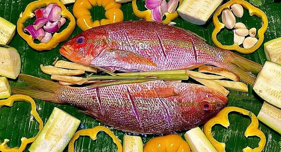 Yellowtail Snapper