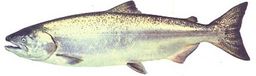 Chinook salmon - FRESH PRESALE - BC Wild