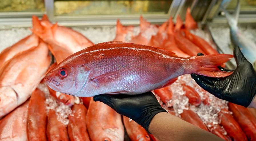 Snapper