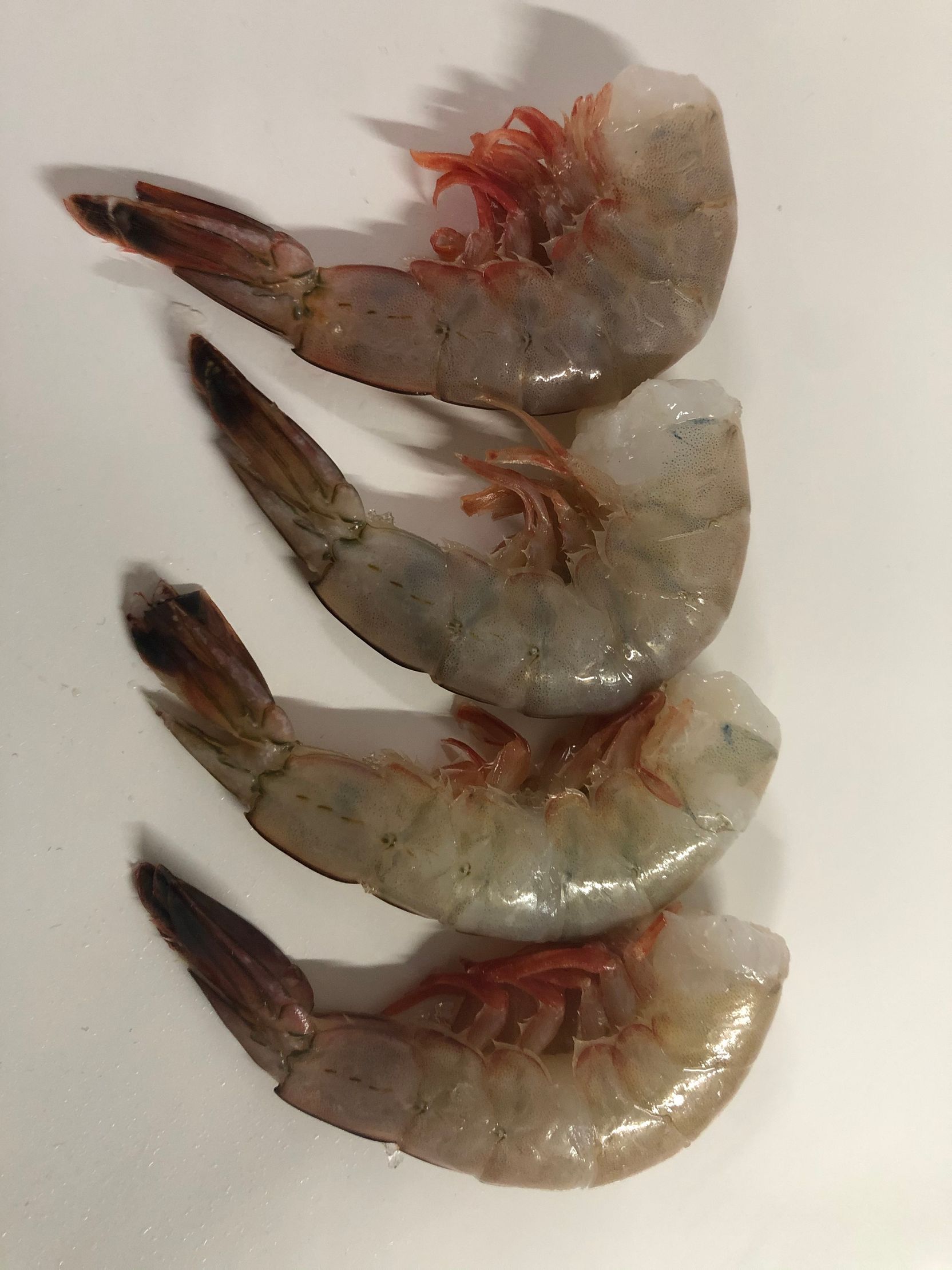 Buy Wild Caught Fresh Jumbo Shrimp For Sale Online