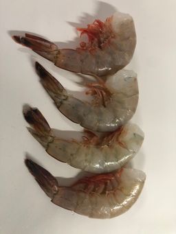 Fresh Shrimp WILD CAUGHT USA  16/20 count / lb. 