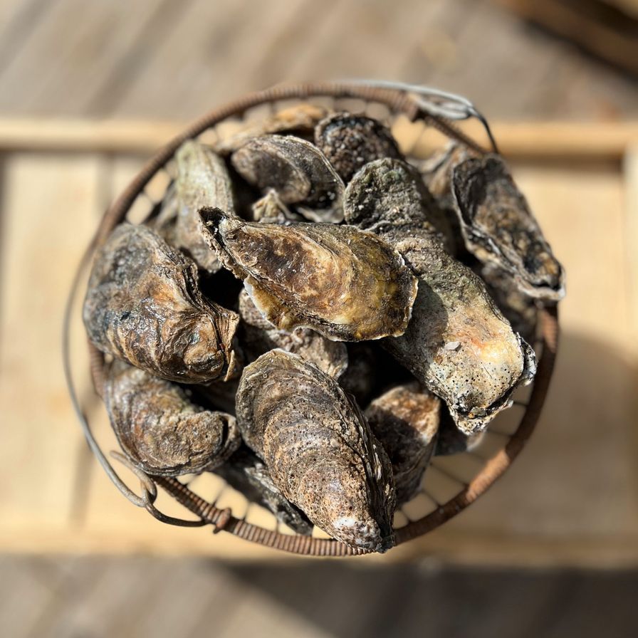Local Select Oysters