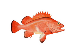 Wild Pacific Rockfish (Local Snapper)