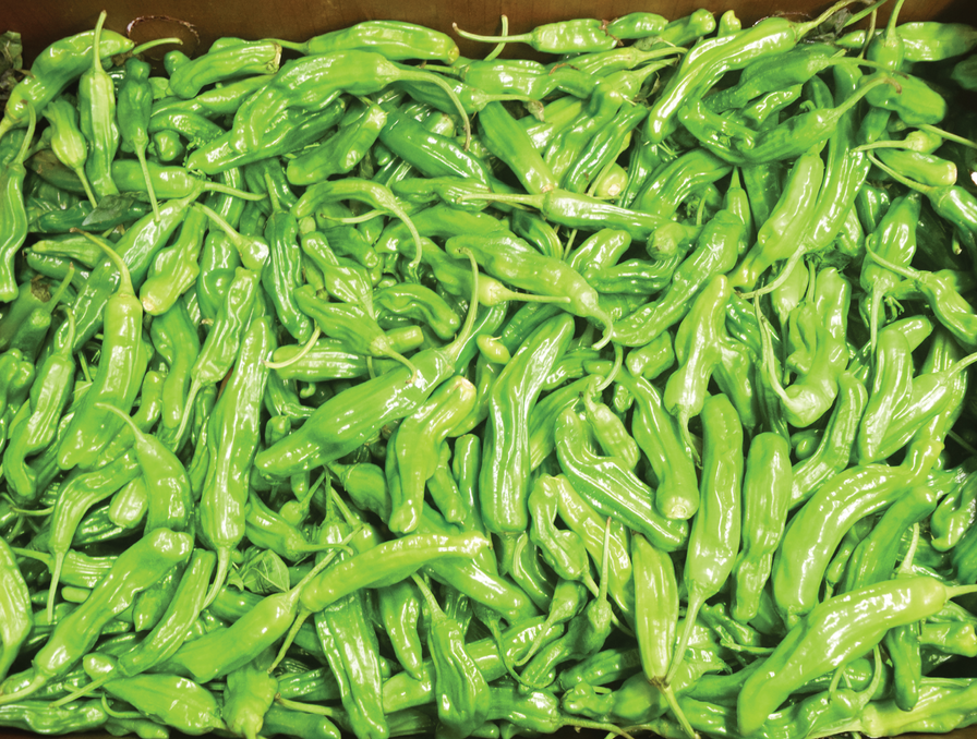 Shishito Peppers 1 LB