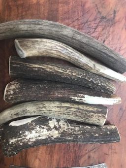 Elk Antler whole