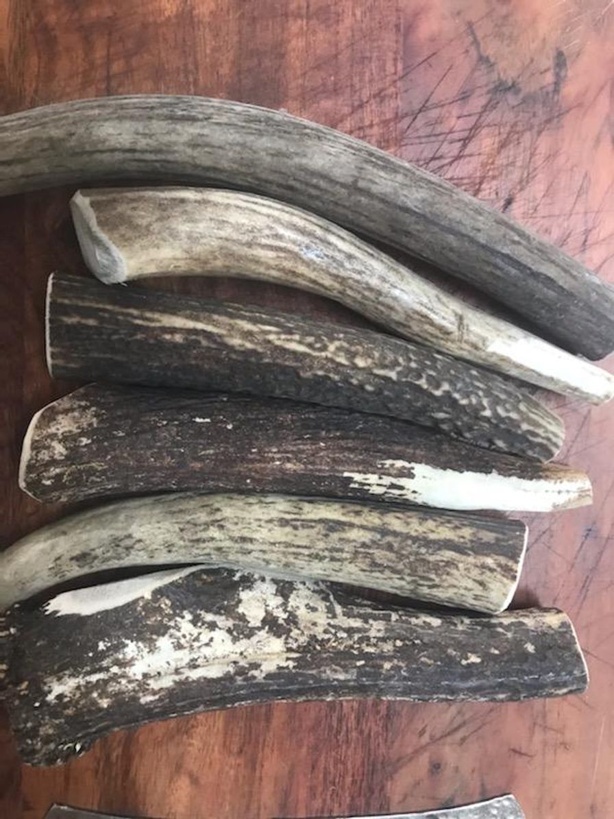 Elk Antler whole