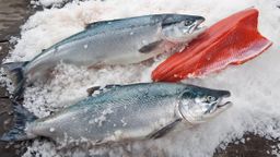 Wild Sockeye Salmon