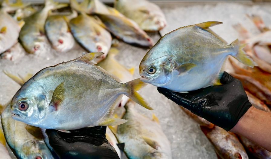 Pompano