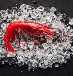 Shrimp - Wild Scarlett Carabineros (800 gm)