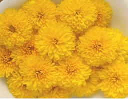 Chrysanthemum -Japanese Kogiku (≈50gm) Chrysanthemum 