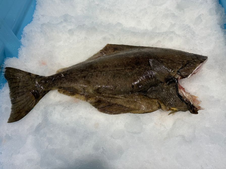 HALIBUT Pacific HEAD OFF Gutted 20-40 lb MSC-C-50912 Oceanwise Fresh