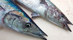 Wahoo