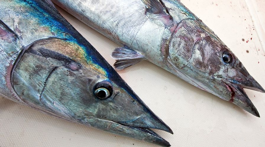 Wahoo