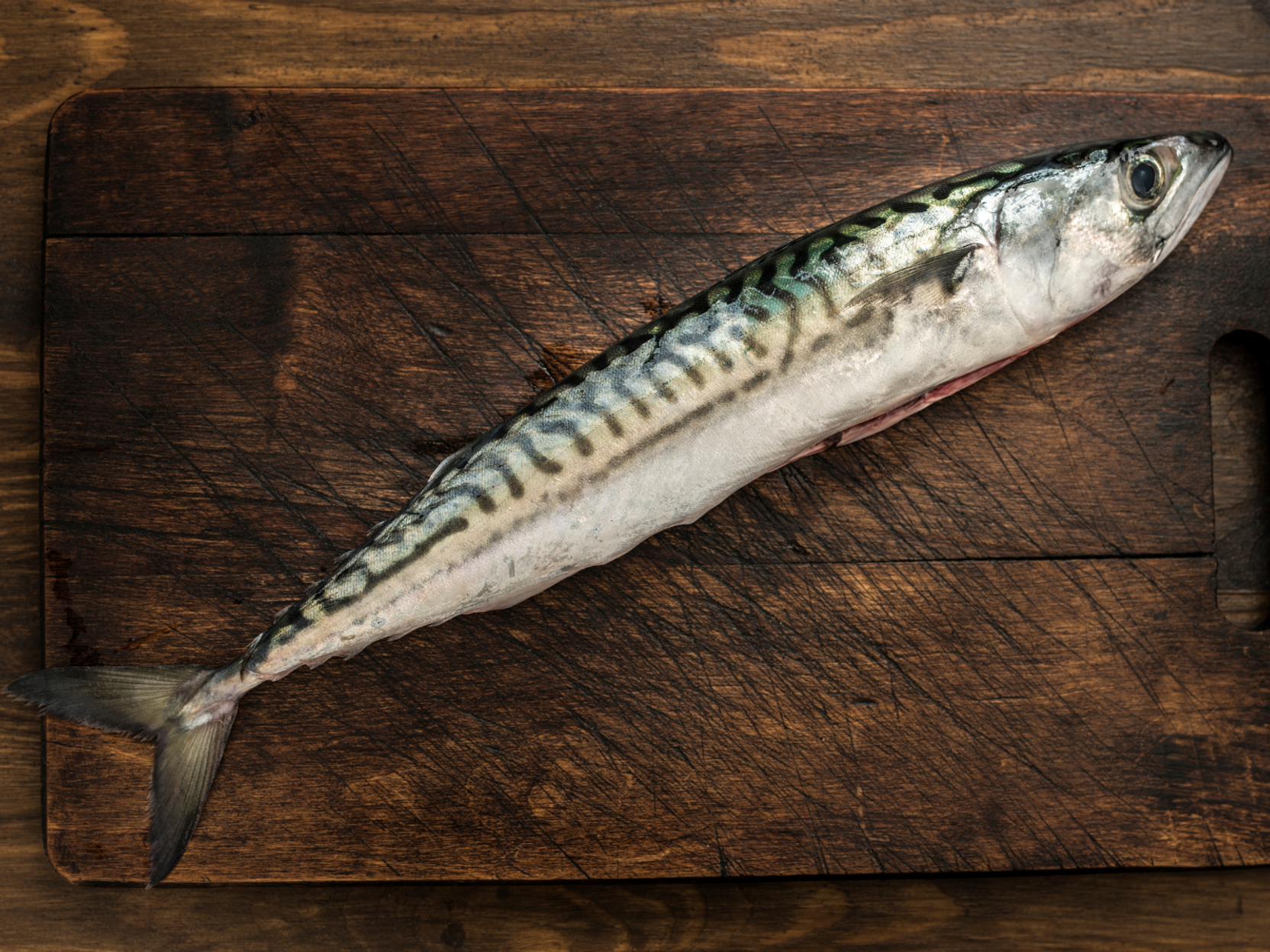 mackerel fish