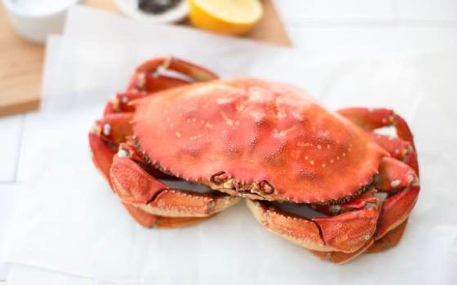 Dungeness Crab (1.5 lbs approx.)