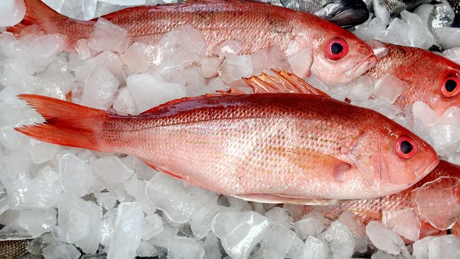 Vermillion Red Snapper