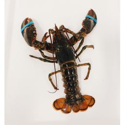 Lobsters - Live Hard Shell Canadian (1.25-1.45 lbs)