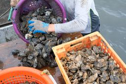 Local Select Oysters