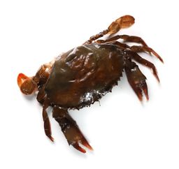 Crab - Soft Shell Frozen 