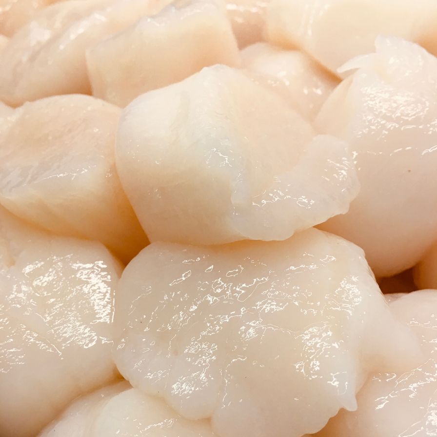 Jumbo 10/20 Wild Sea Scallops - FRESH - 8LB BUCKET