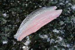 Speckled Trout