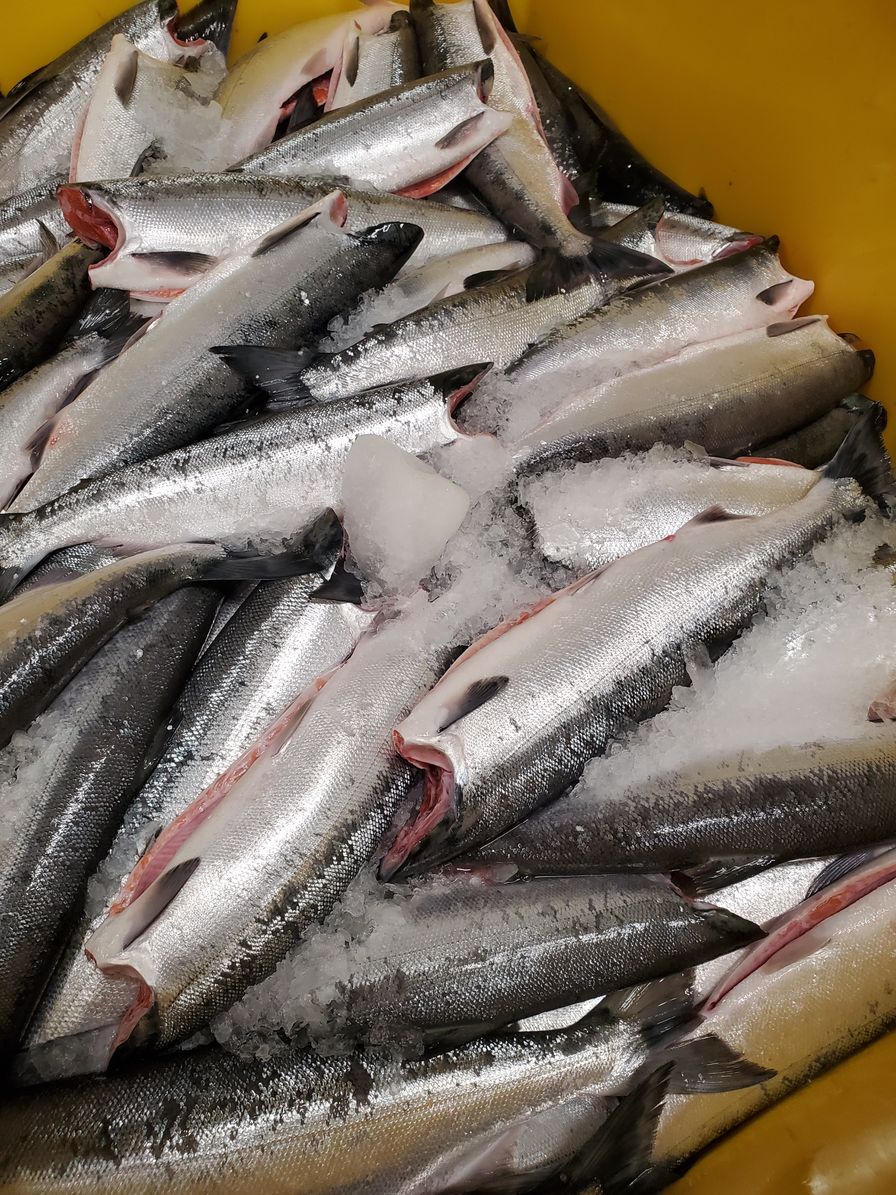 Commercial Fishery closed - Sockeye Salmon - Fresh H/G - BC WILD
