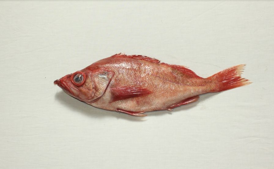 Wholesale - Ocean Perch Rockfish Whole (Fresh)