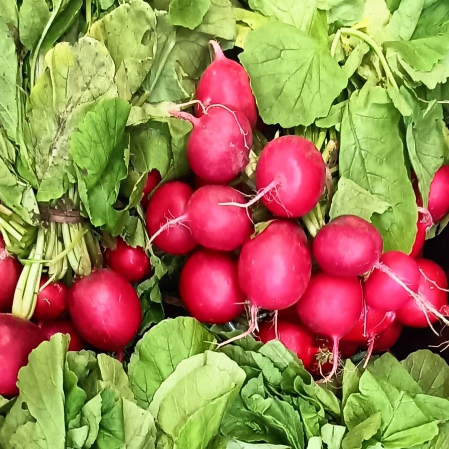 Radish