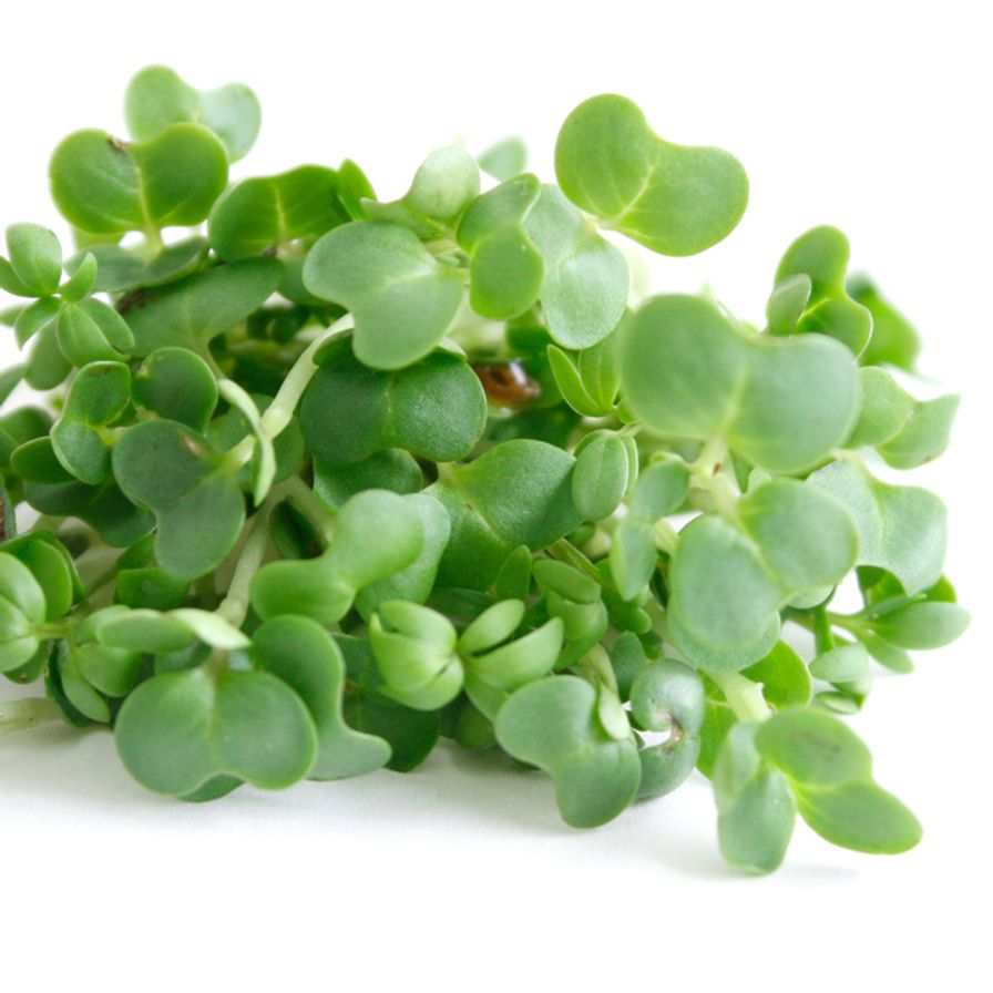 Watercress