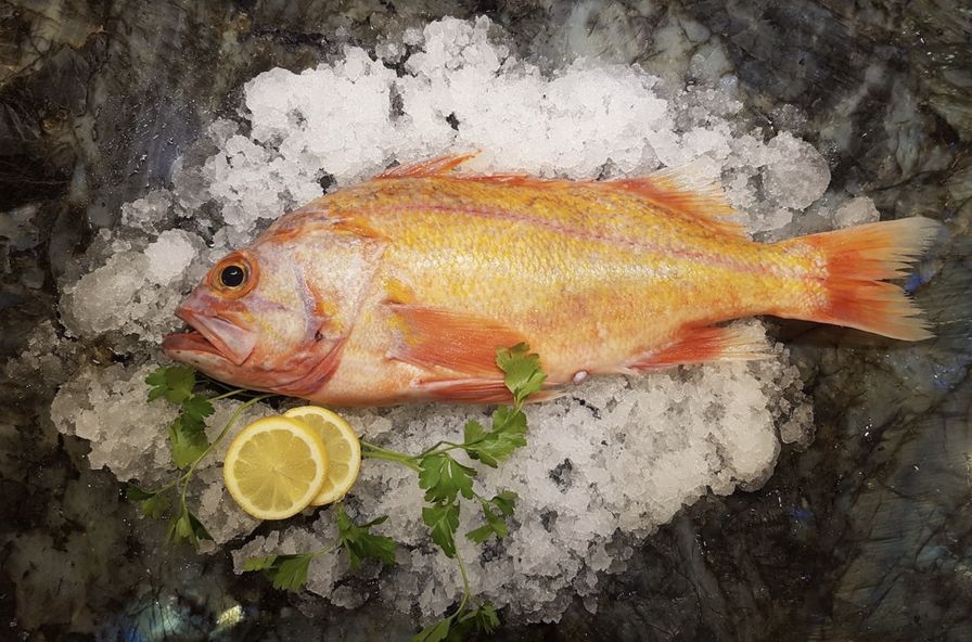 Canary Rockfish