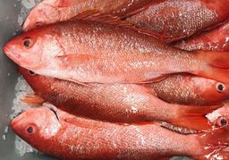 Whole (Vermillion) Red Snapper 