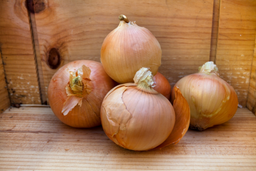 Spanish Onion 