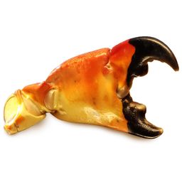 Fresh Florida Stone Crab (Medium)