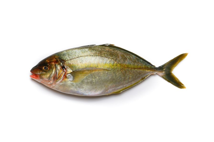 Trevally - Japanese Shima Aji Whole (2.6-3 lbs)