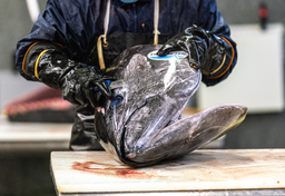 Bluefin Noten & Hoho Niku (Tuna Head & Cheek Meat)
