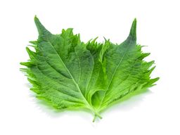 Ohba – Shiso Leaf 