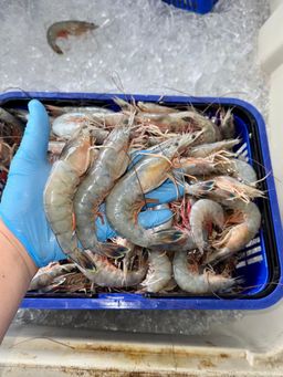 Jumbo Head-On Mayport Shrimp (13-15 per lb)