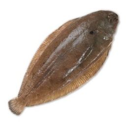 Sole - Dover Whole (500 - 600 gm)