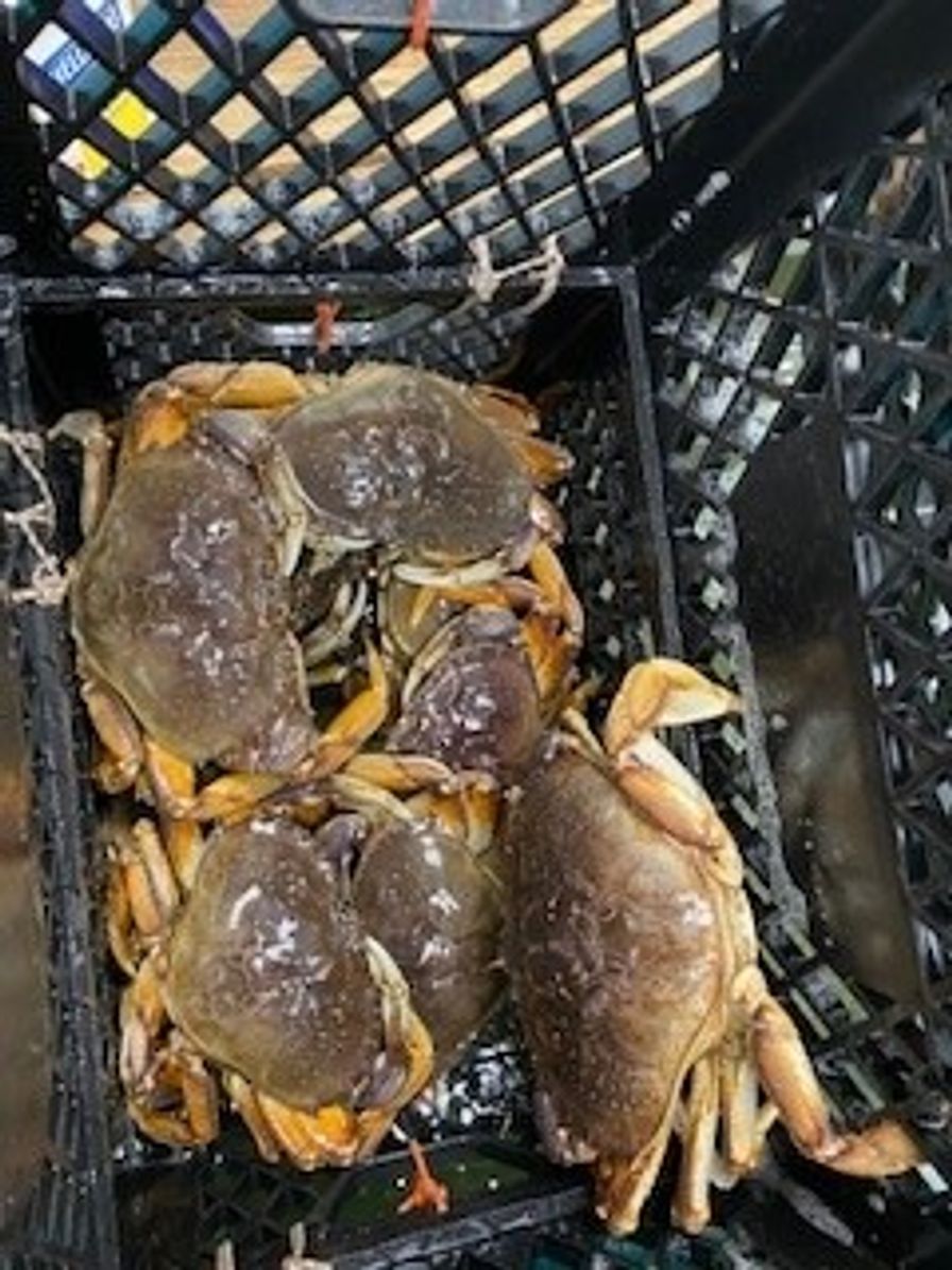 Crab Dungeness Live