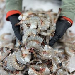 Jumbo Shrimp (21/25 per lb)