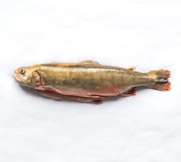 Arctic Char - Canadian Whole (2-3lbs)