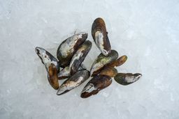 Local Ribbed Mussels