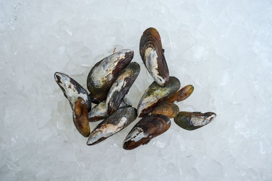 Local Ribbed Mussels