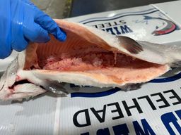 STEELHEAD HEAD ON Gutted Farmed 4-6lb DIEFENBAKER Fresh