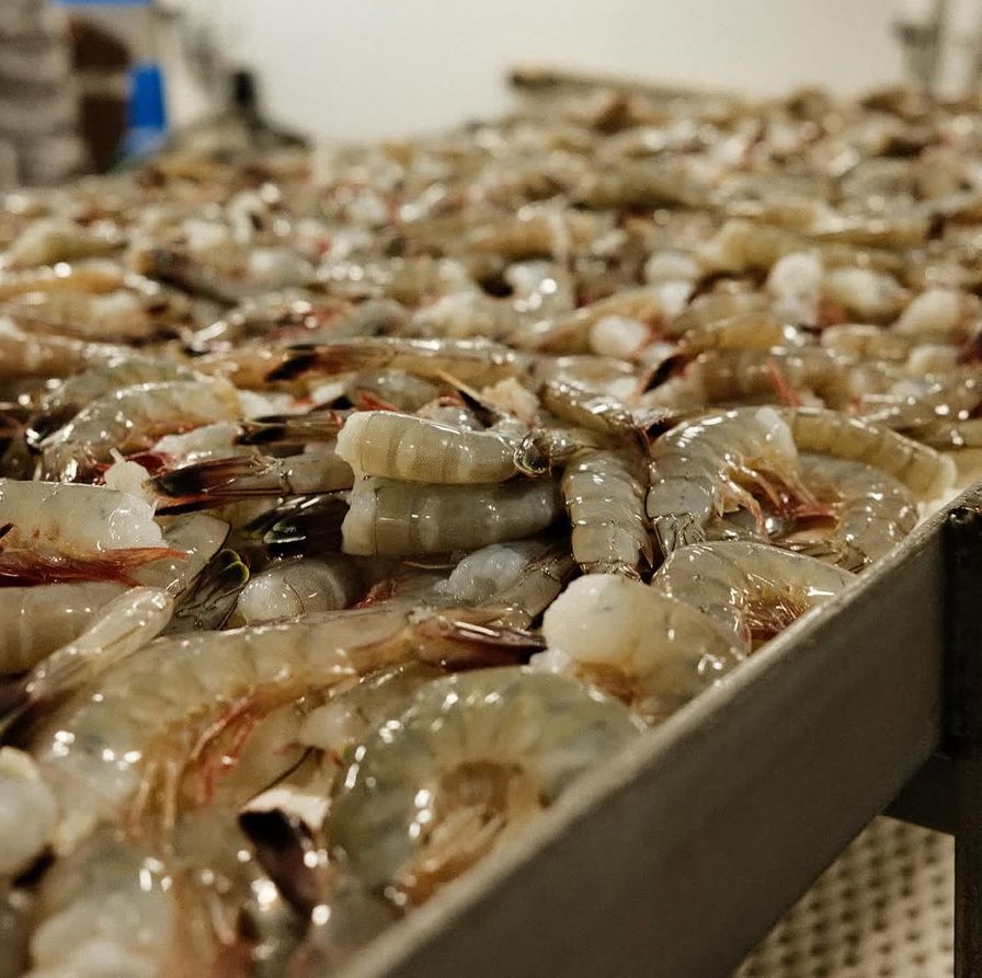 Extra Large Head Off Mayport Shrimp (26-30 per lb)